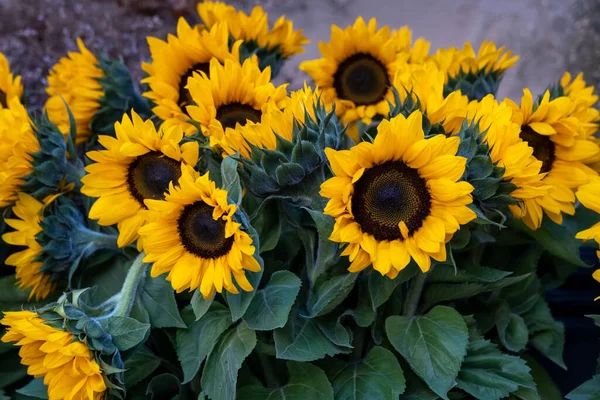 Slunečnice Stojící Váze Pozadí Prodejce Květin — Stock fotografie