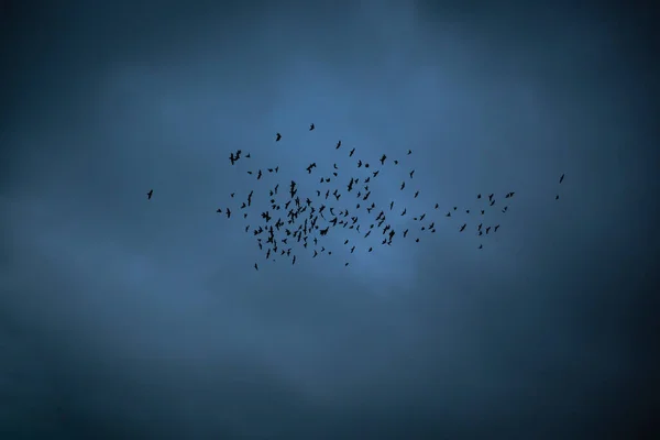 Swallow Birds Flying Cloudy Sky Sunset — Stock Photo, Image