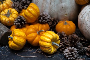 Balkabağı arka planı. Şükran Günü, Noel, Cadılar Bayramı temaları için uygun