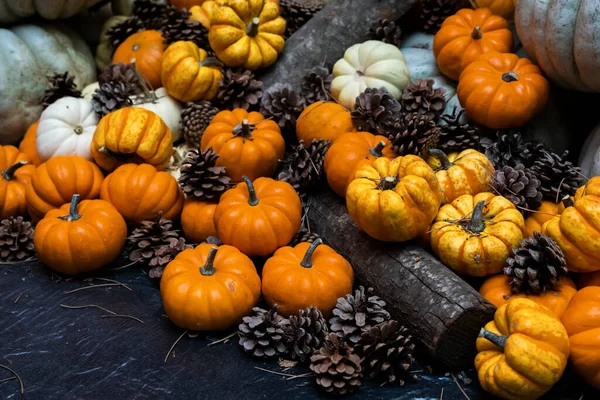 Balkabağı arka planı. Şükran Günü, Noel, Cadılar Bayramı temaları için uygun