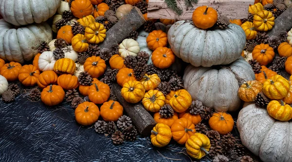 Balkabağı arka planı. Şükran Günü, Noel, Cadılar Bayramı temaları için uygun