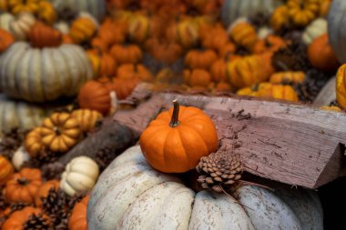 Balkabağı arka planı. Şükran Günü, Noel, Cadılar Bayramı temaları için uygun