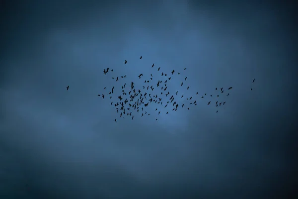 Gün Batımında Bulutlu Gökyüzünde Uçan Kuşları Yut — Stok fotoğraf