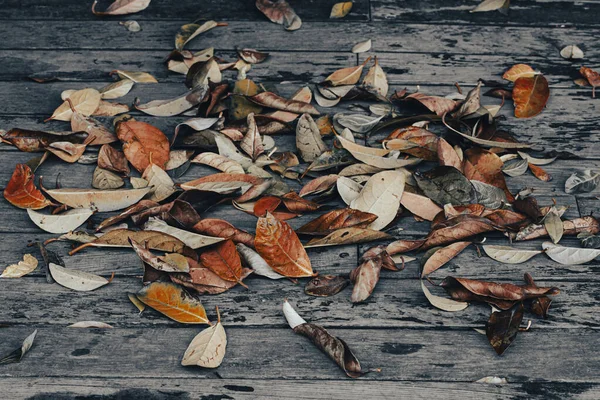 Droge Bladeren Vallen Herfst Grond — Stockfoto