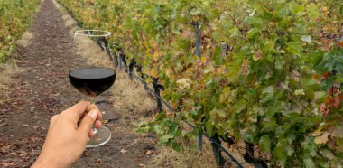 Üzüm bağında şarap kadehi tutan el.