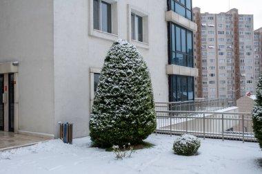 karla kaplı çam ağacı, ön manzara