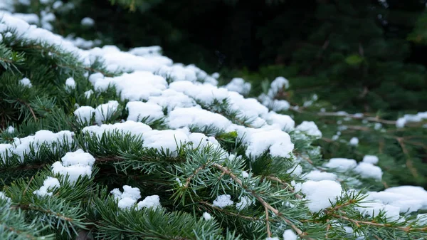 Snow Covered Pine Tree Close — Stock Photo, Image