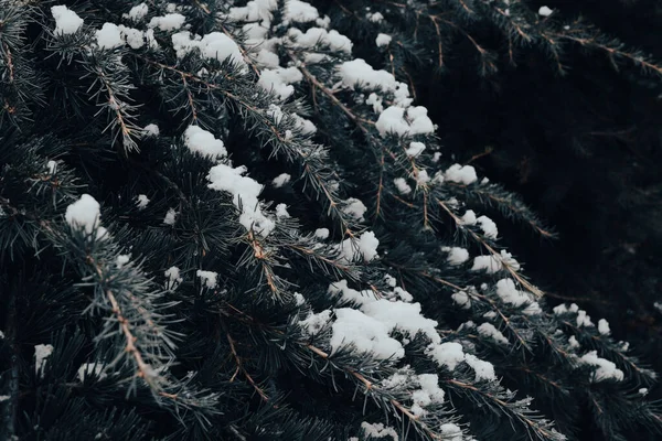 Snow Covered Pine Tree Close — Stock Photo, Image