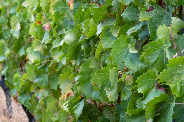 Vista Vicino Foglia Uva Vigna — Foto Stock