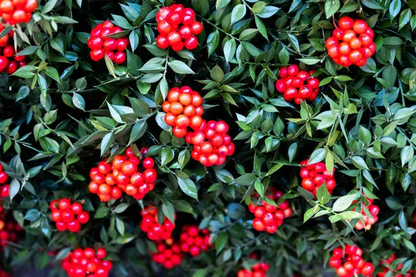 Rote Weihnachtsblume Hintergrund Frontansicht — Stockfoto