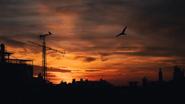 Vogels Vliegen Bij Zonsondergang Achtergrond — Stockfoto
