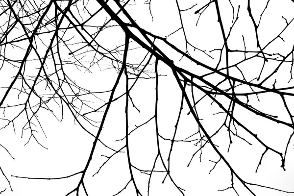 Branches Sèches Coucher Soleil Gros Plan — Photo