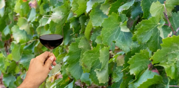 Mano Che Tiene Bicchiere Vino Vigna — Foto Stock