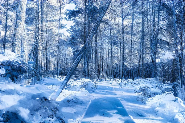 Árvores Cobertas Neve Inverno — Fotografia de Stock