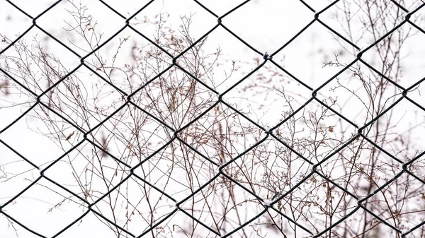 Snow Covered Wire Mesh Winter Background — Stock Photo, Image