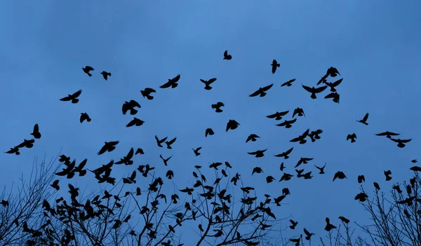 Flock Birds Silhouette Bottom View — Stock Photo, Image