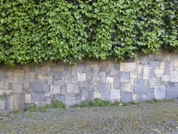 Efeublätter Steinmauer Frontansicht — Stockfoto