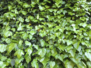 Sarmaşık arkaplanı terk eder, kapat