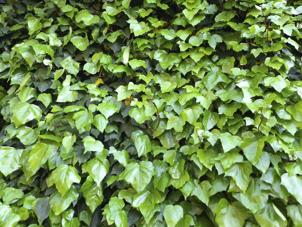 Efeu Blättert Hintergrund Nahaufnahme — Stockfoto