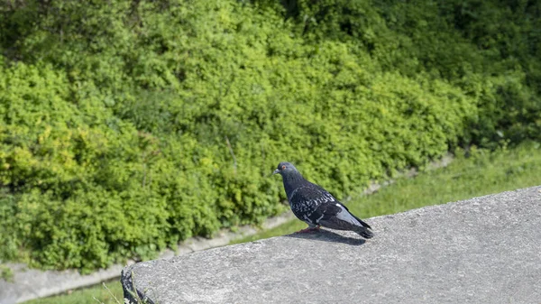 Güvercin Bulanık Arkaplanda Duruyor Görünüm — Stok fotoğraf