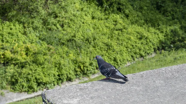 Holub Stojící Rozmazaném Pozadí Pohled Zepředu — Stock fotografie