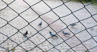 Tellerin arkasındaki güvercinler. özgürlük kavramı