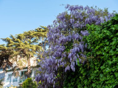 İlkbaharda fabaceae çiçeği, kapat.