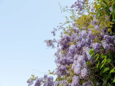 İlkbaharda fabaceae çiçeği, kapat.