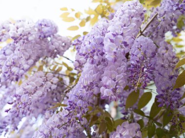 İlkbaharda fabaceae çiçeği, kapat.