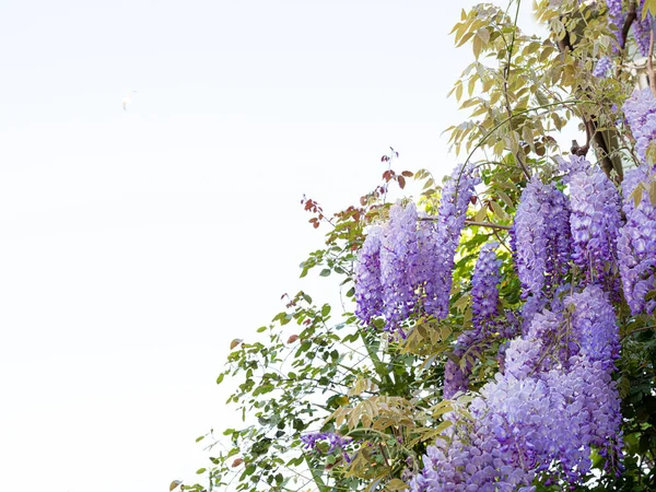 Fabaceae Flower Spring Isolate White Background — Stock Photo, Image