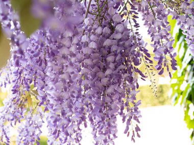 İlkbaharda fabaceae çiçeği, kapat.