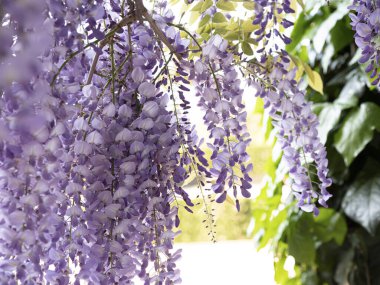 İlkbaharda fabaceae çiçeği, kapat.