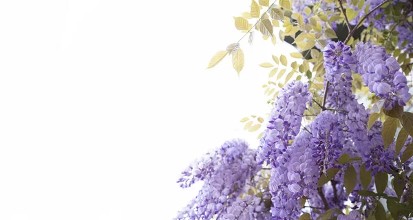 Fabaceae Kwiat Wiosną Izolacji Białego Tła — Zdjęcie stockowe
