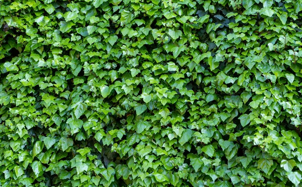 Efeu Blättert Hintergrund Nahaufnahme — Stockfoto