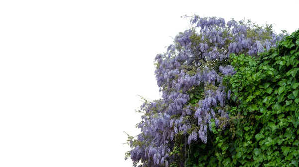 Fabaceae Blühen Frühling Vorderansicht — Stockfoto