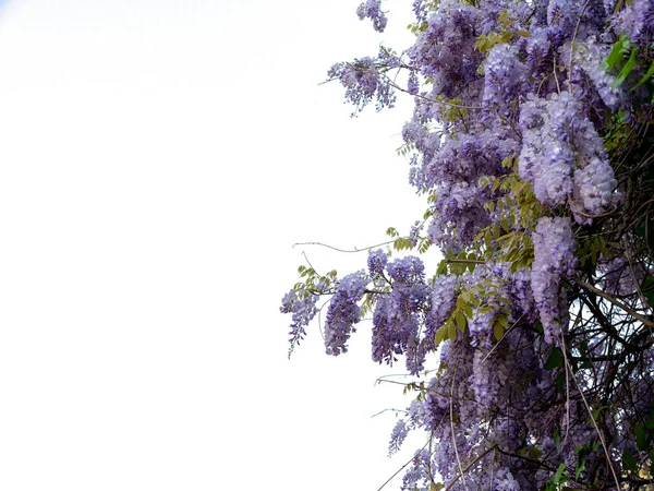 Fabaceae Bloem Het Voorjaar Isolate Witte Achtergrond — Stockfoto