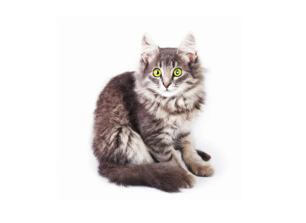 可爱的长毛灰猫 绿色的眼睛与白色隔离 — 图库照片