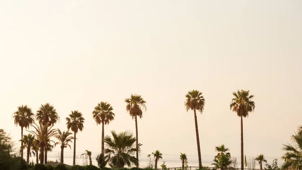 Palmbomen Bij Zonsondergang Vooraanzicht — Stockfoto
