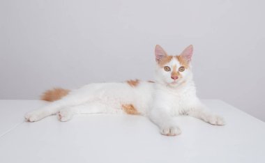 Beyaz tüylü kedi masada oturuyor, ön manzara