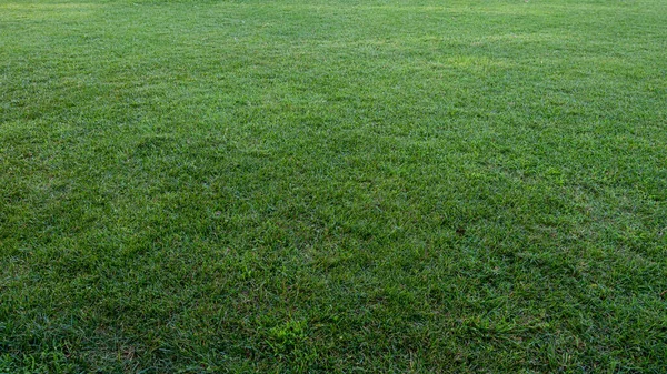 Grass Ground Background Front View — Stock Photo, Image