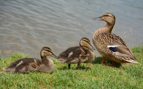 Eend familie — Stockfoto