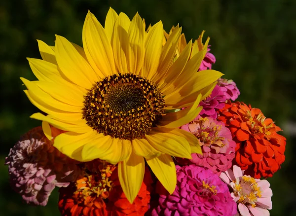 Bouquet de tournesol — Photo