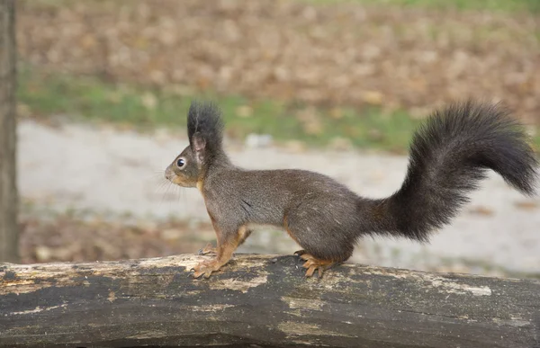 Verwirrtes Eichhörnchen — Stockfoto