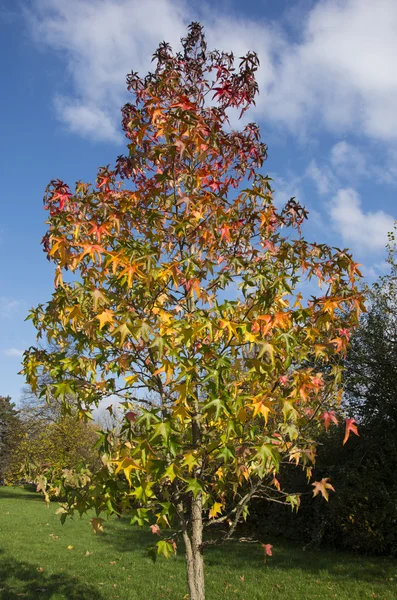 Herfst boom — Stockfoto