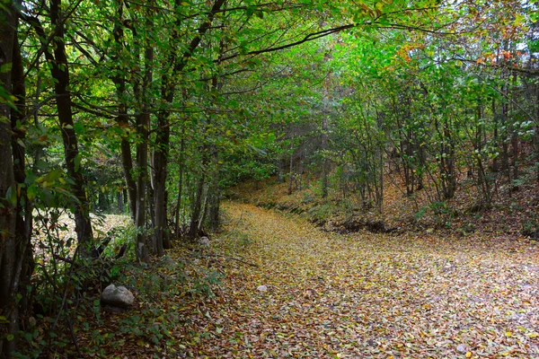 yapraklı yolu