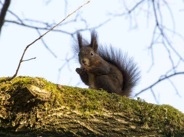 Eichhörnchen frisst eine Nuss auf einem Ast eines Baumes — Stockfoto