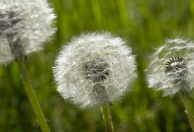 dandelions yeşil çayır üzerinde grup