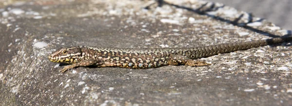 Kum kertenkelesi (Lacerta agilis)