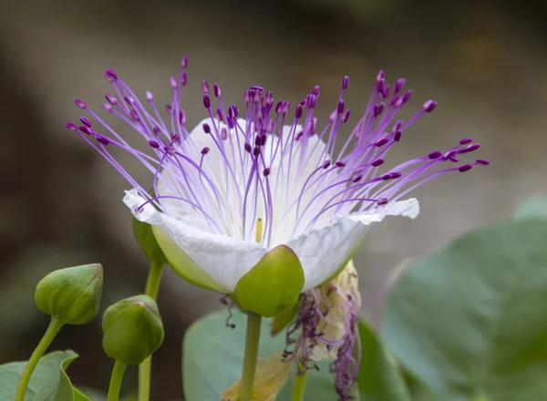 Capparis spinosa (Kapari çiçeği)
