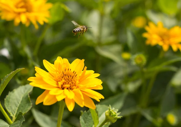 Bee flying from flower to flower — Stock Photo, Image